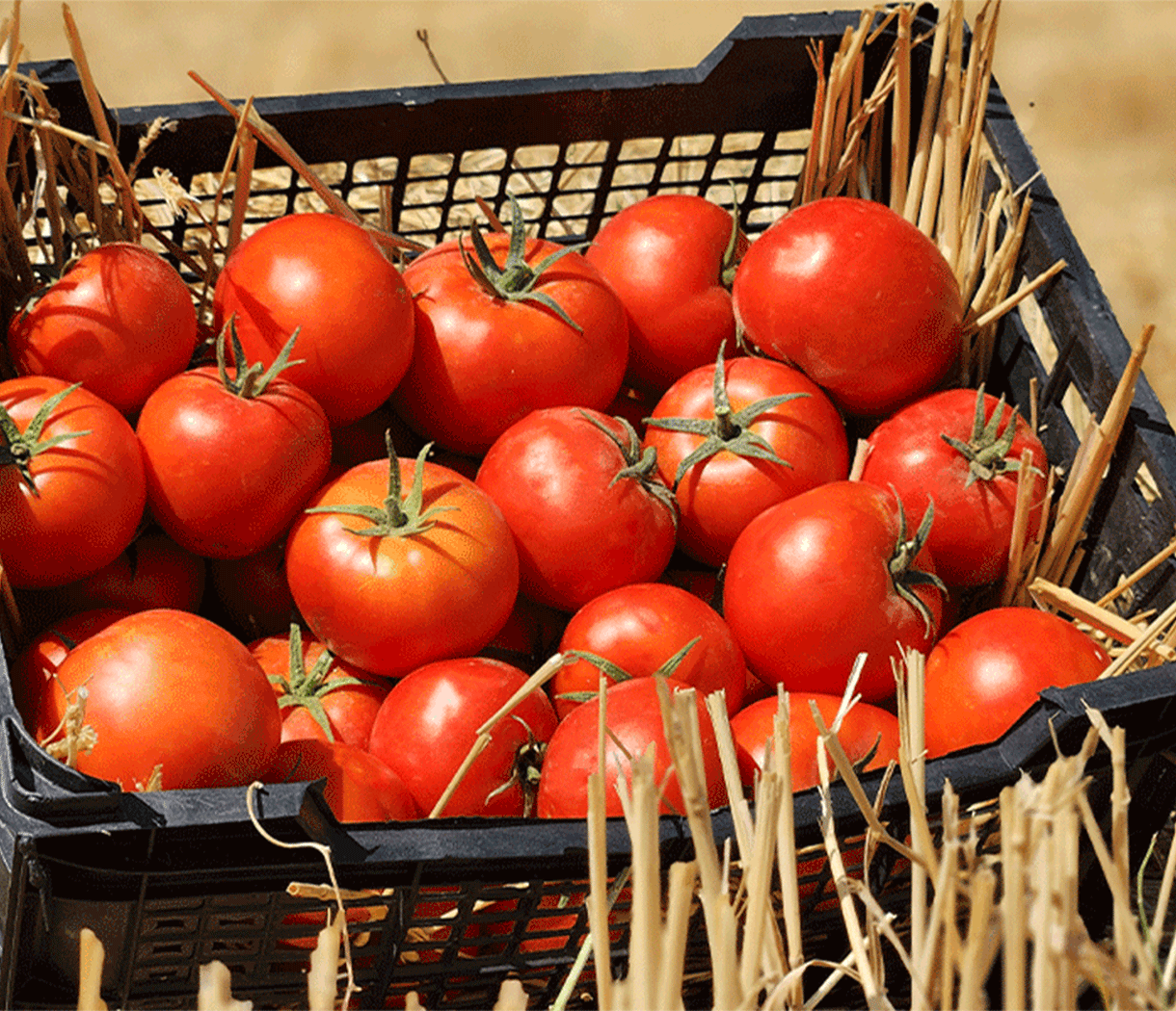 معرفی گیاه گوجه فرنگی